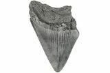 Partial Megalodon Tooth #194057-1